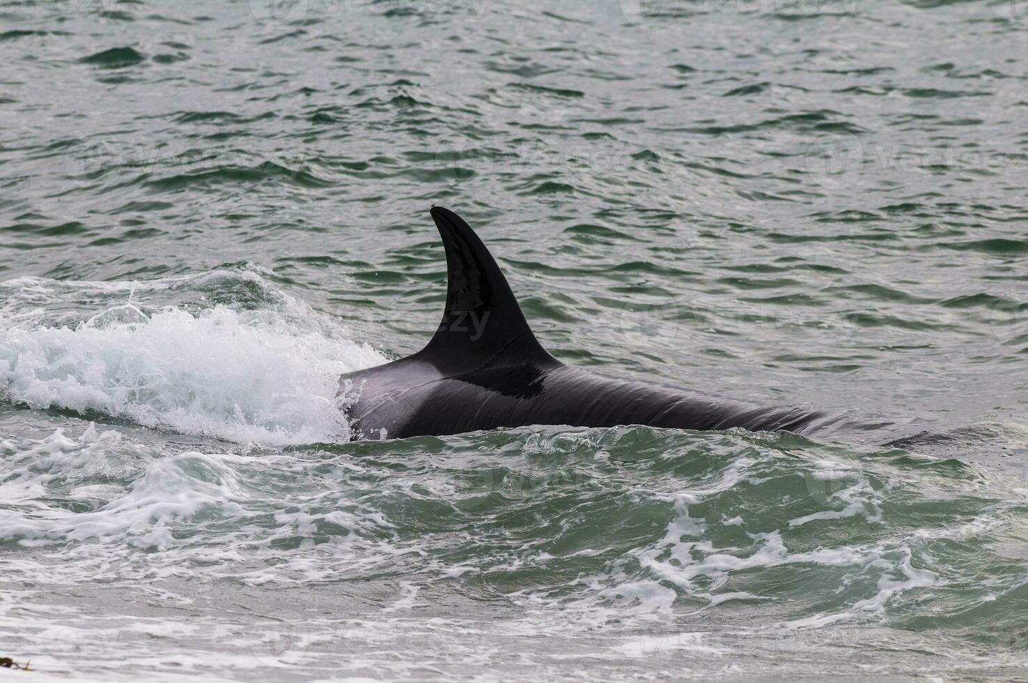 Killer whale on the surface, Peninsula Valdes, Patagonia, Argentina. photo