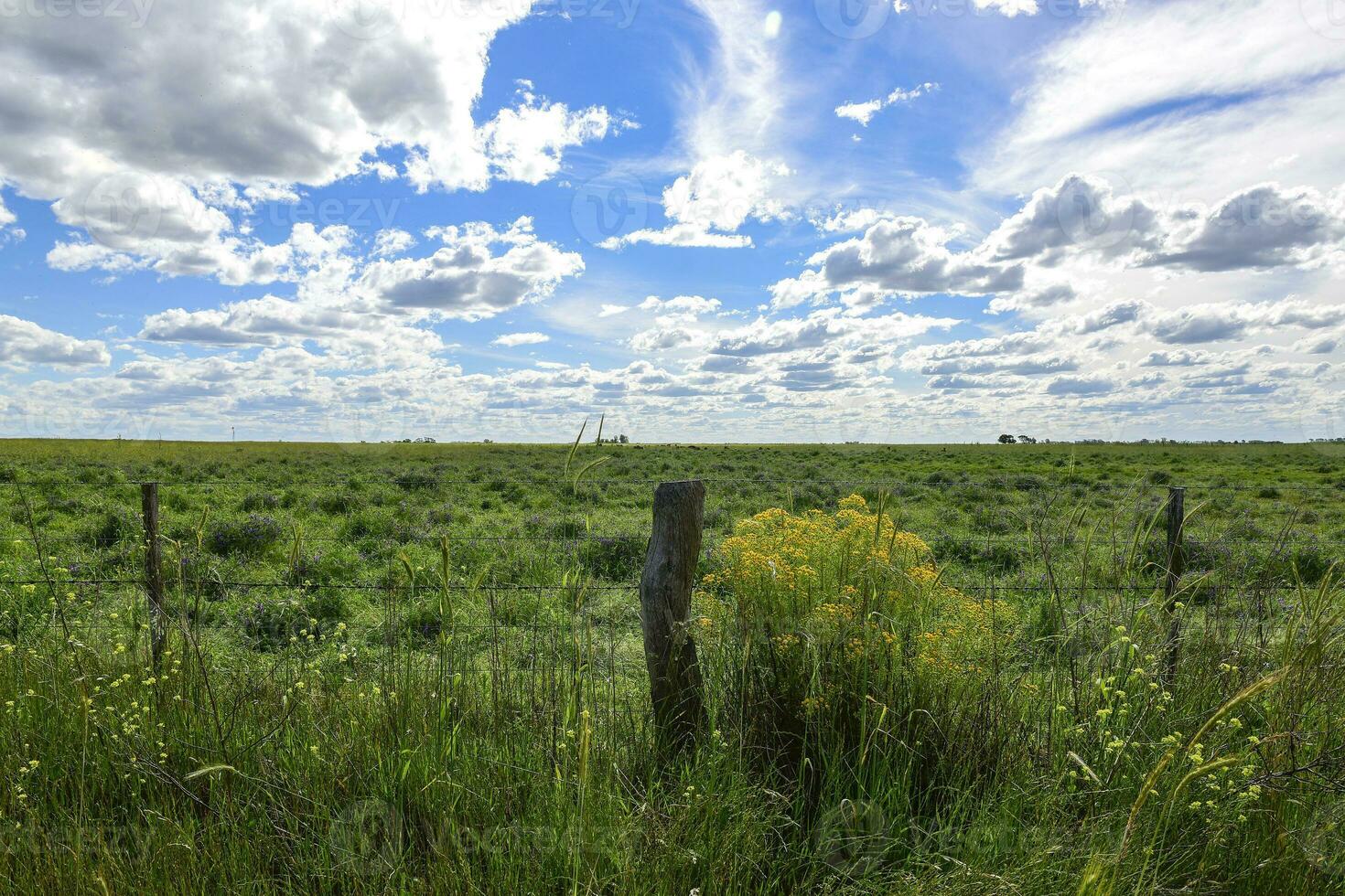 Spring season landscape, La Pampa photo