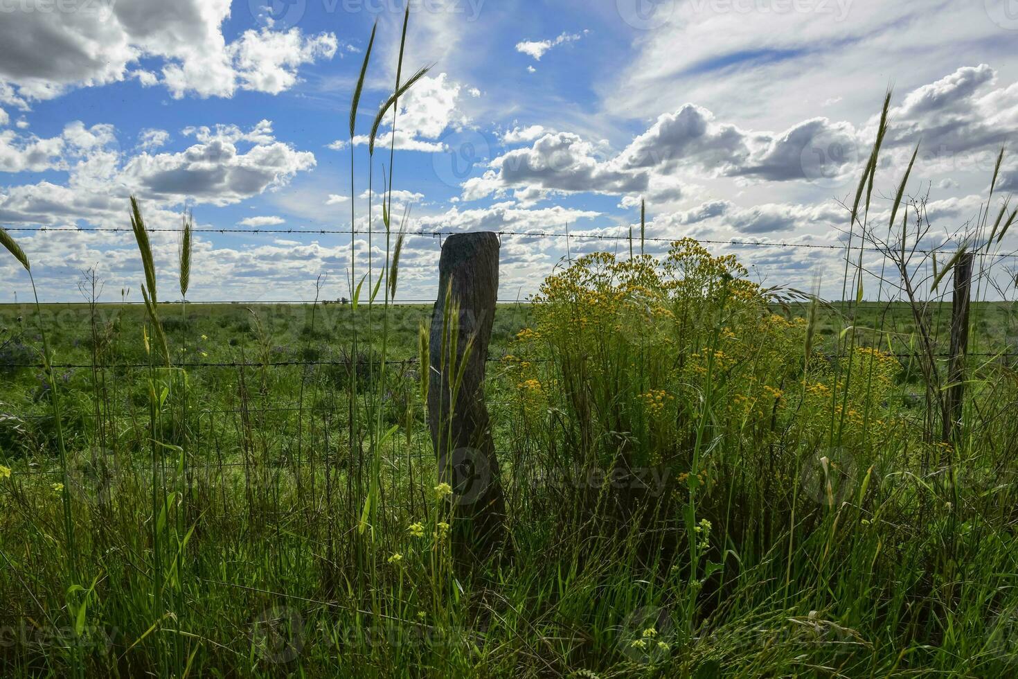 Spring season landscape, La Pampa photo