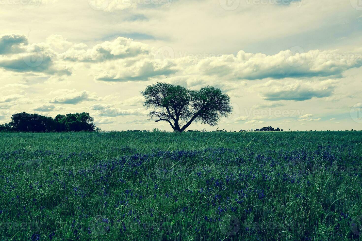 caldén árbol paisaje, la pampa, argentina foto