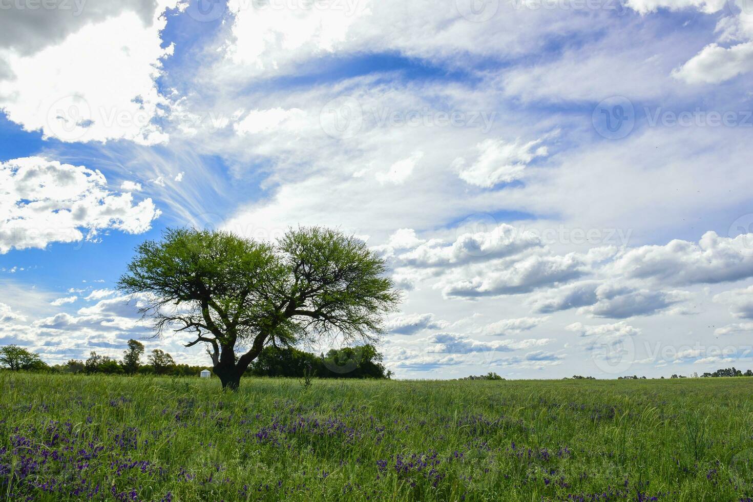 primavera temporada paisaje, la pampa foto