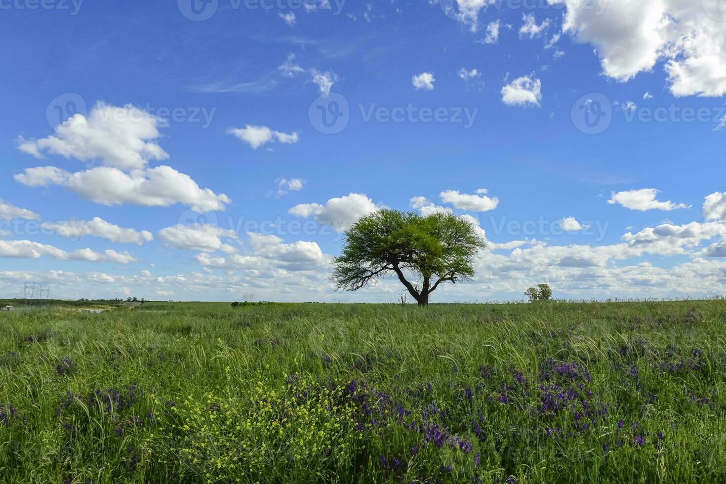 Spring season landscape, La Pampa photo