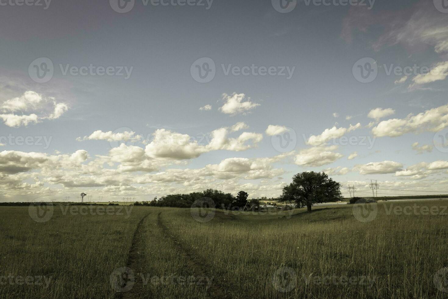 Calden tree landscape, La Pampa, Argentina photo