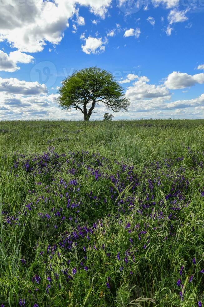 Calden tree landscape, La Pampa, Argentina photo
