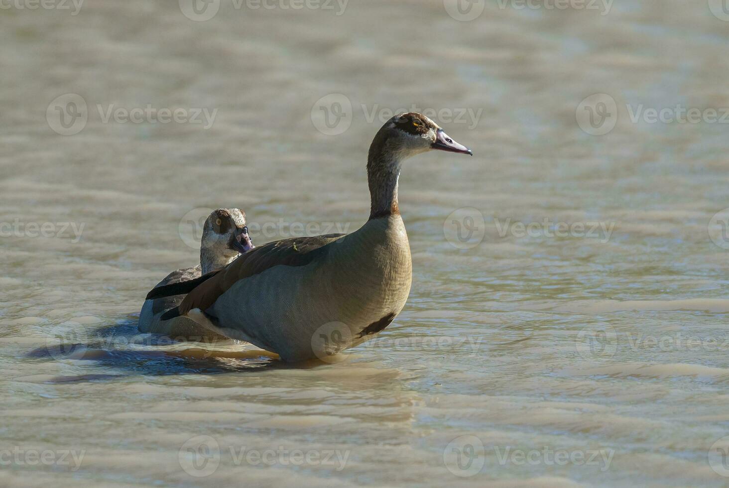 egipcio ganso alopochen aegipciaca kruger nacional parque, sur África foto