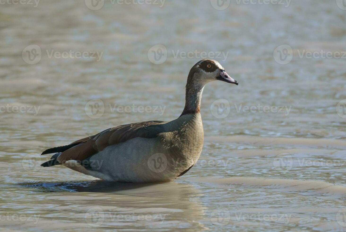 egipcio ganso alopochen aegipciaca kruger nacional parque, sur África foto