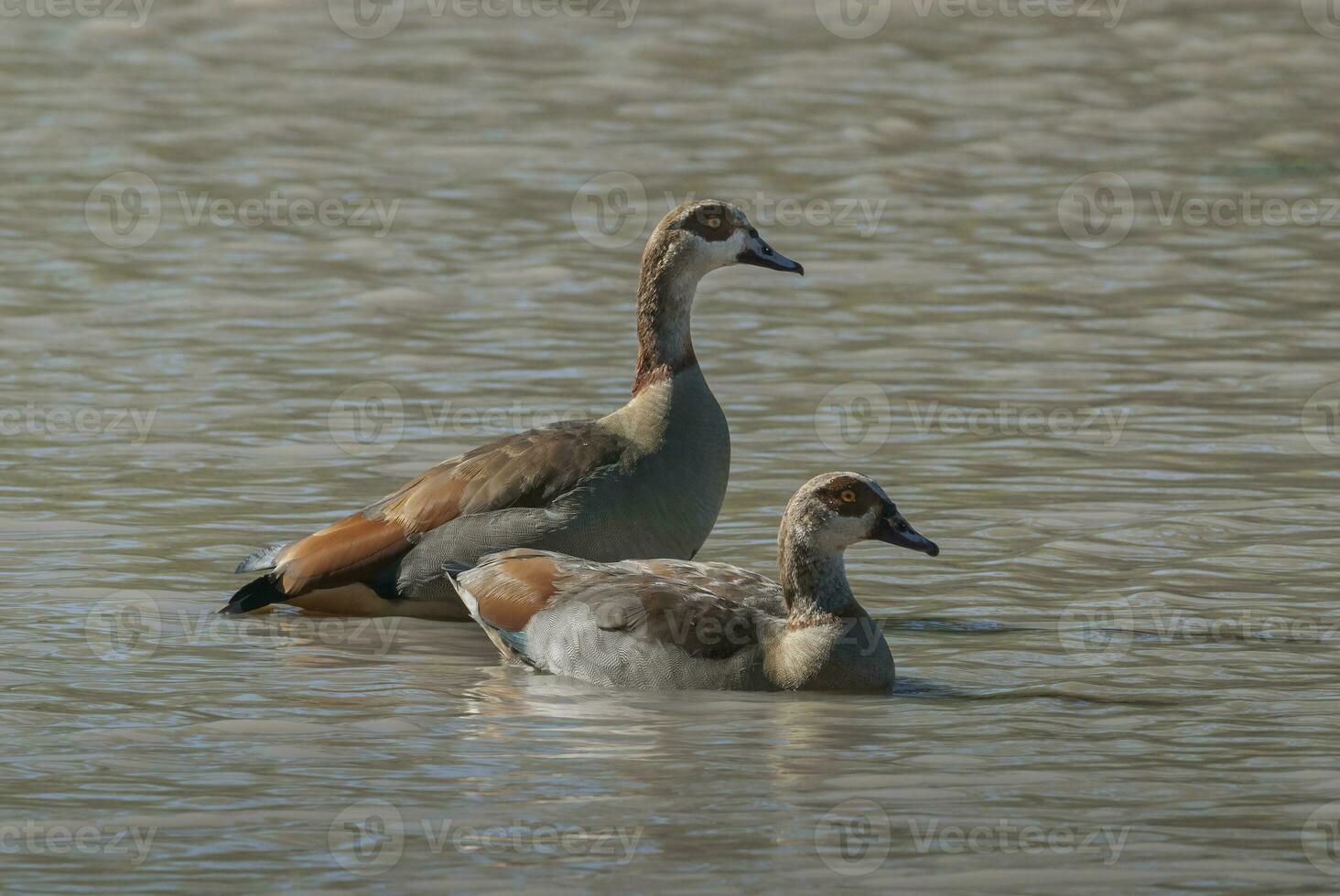 Egyptian goose Alopochen aegyptiaca Kruger National Park, South africa photo