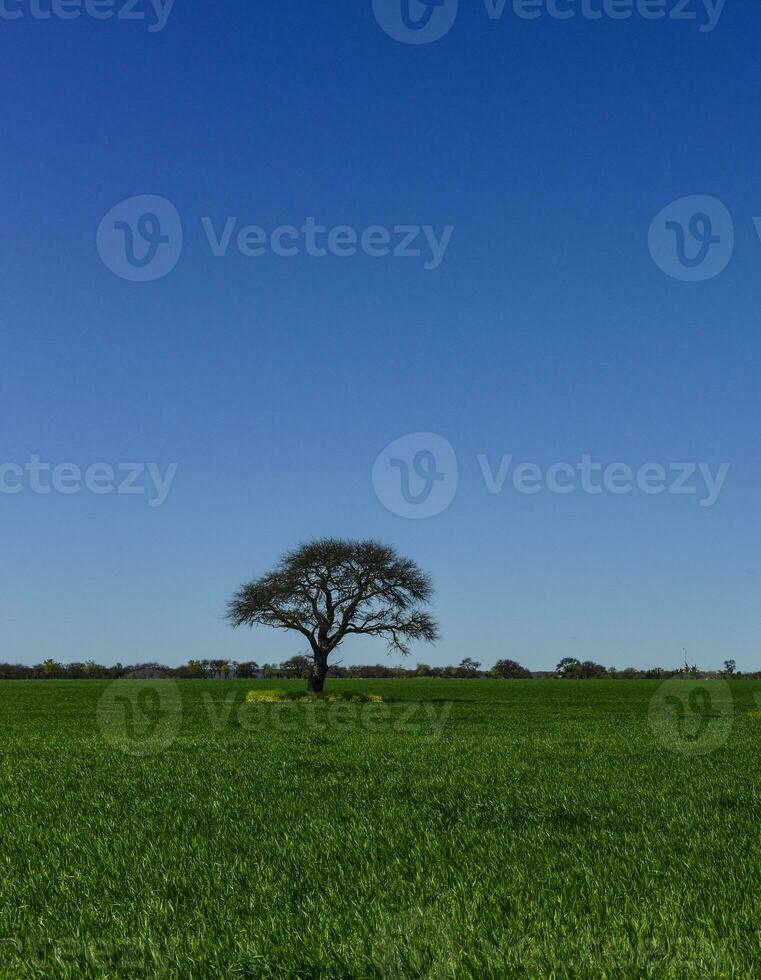 Colorful landscape, Pampas, Argentina photo