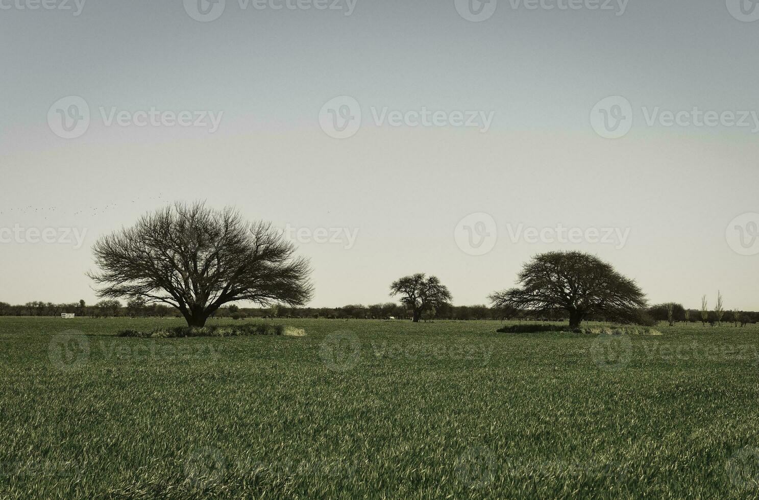 Spring season landscape, La Pampa photo