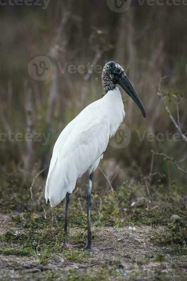 Jabir in wetland environment, Jabiru mycteria ,Pantanal, Mato Grosso Brazil. photo