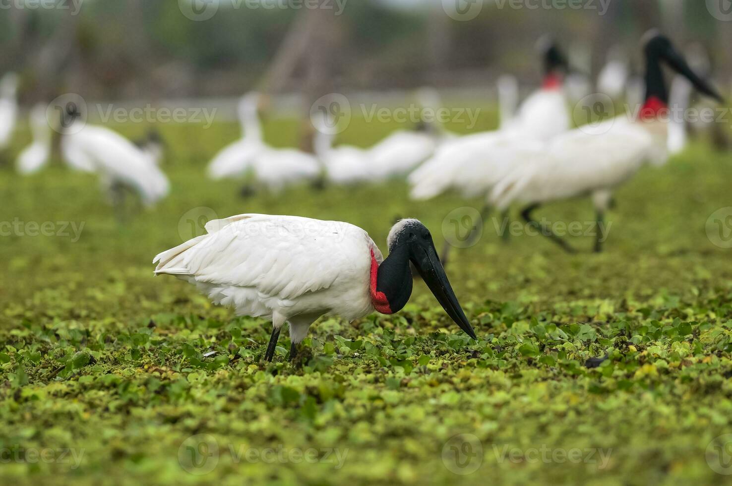 jabiru cigüeña, en humedal ambiente, la estrella pantano, Formosa provincia, argentina. foto