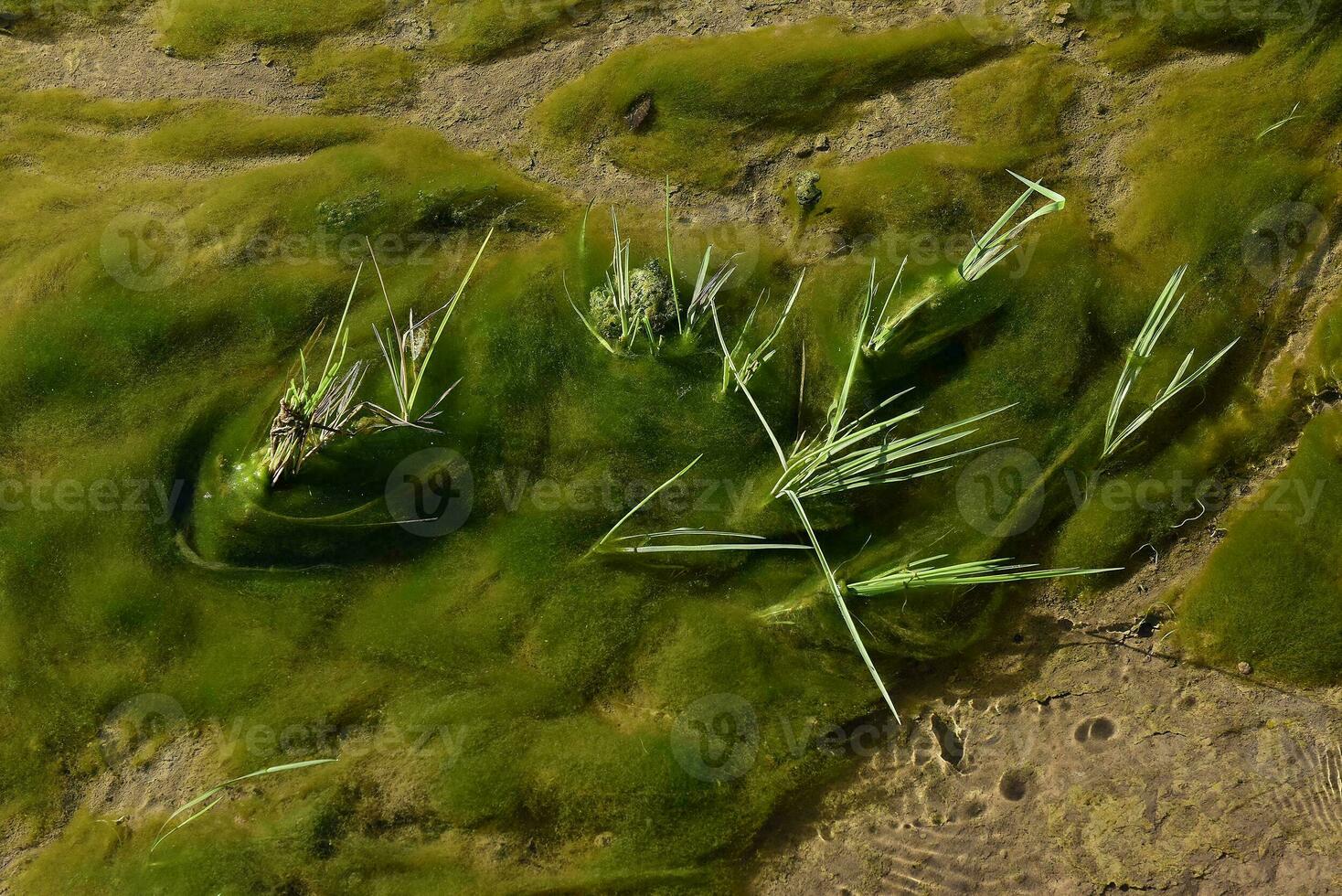 Green algae in aquatic environment , Patagonia, Argentina. photo