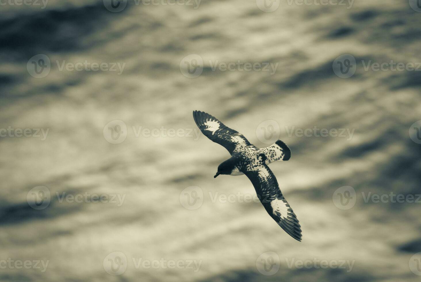 Cape Petrel, Antartic bird, Antrtica photo