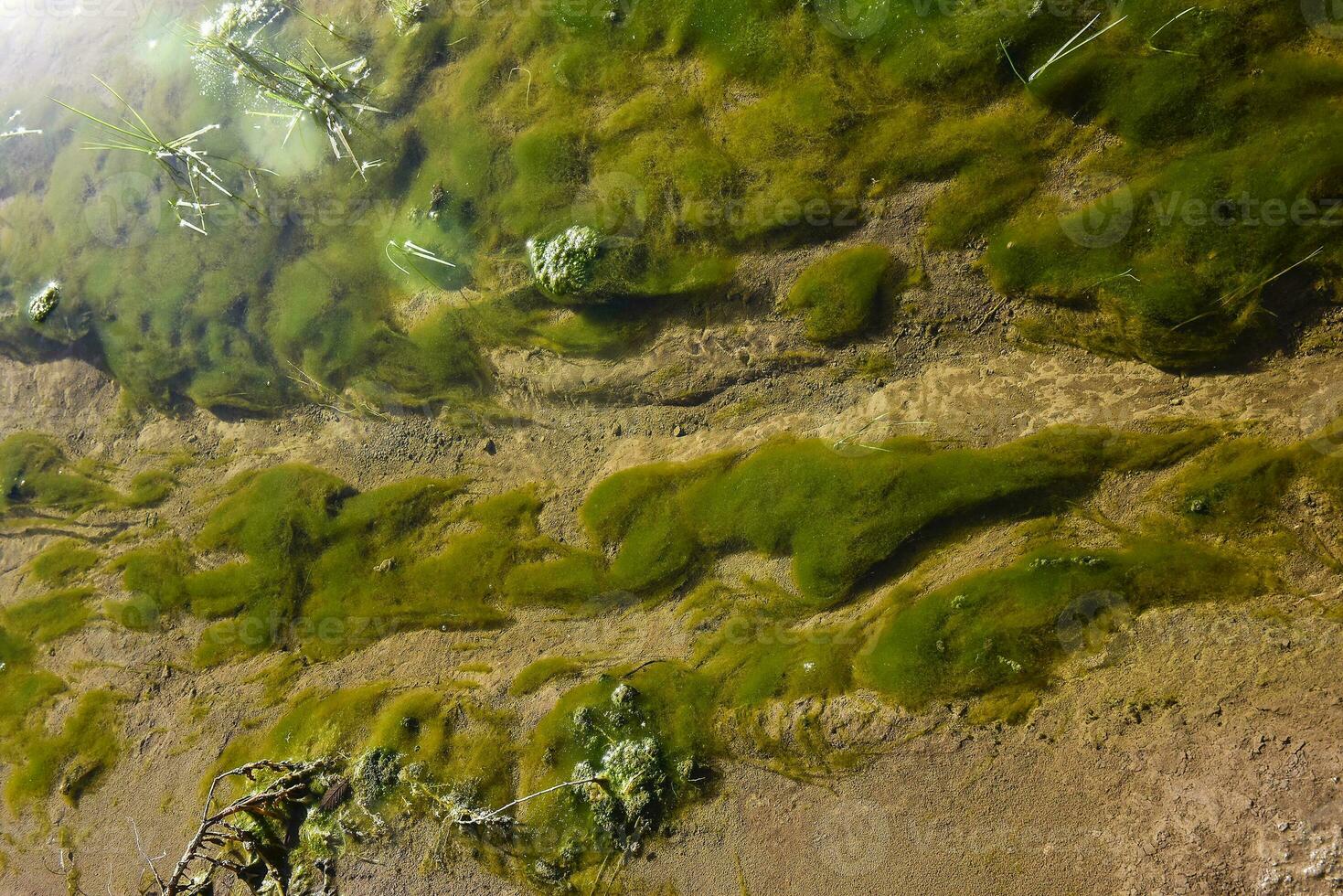 Green algae in aquatic environment , Patagonia, Argentina. photo