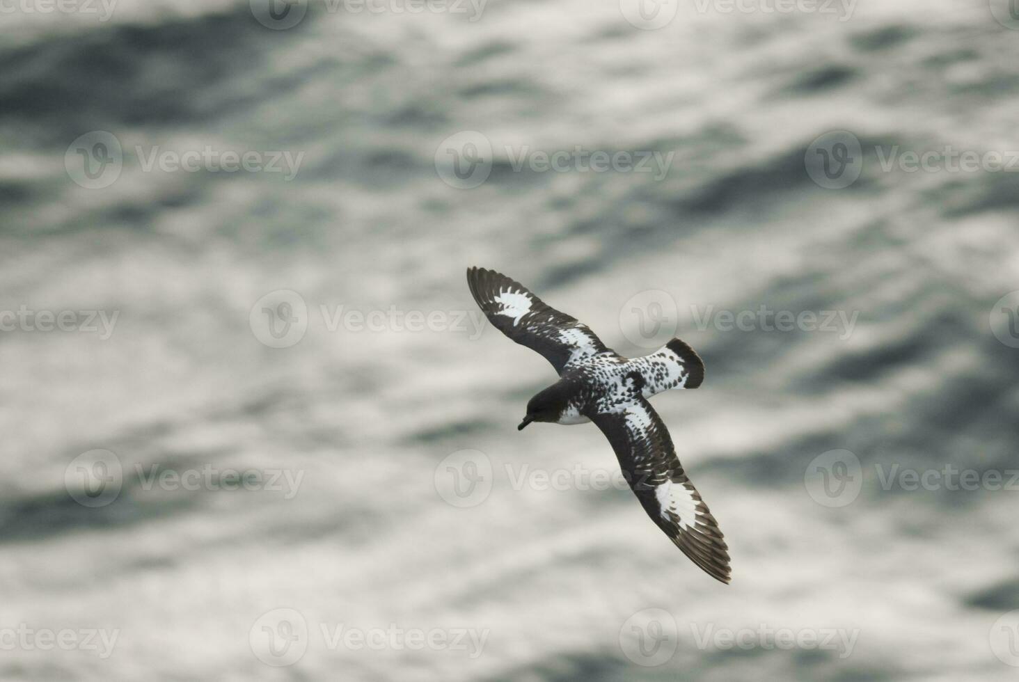 Cape petrel, Antartica photo