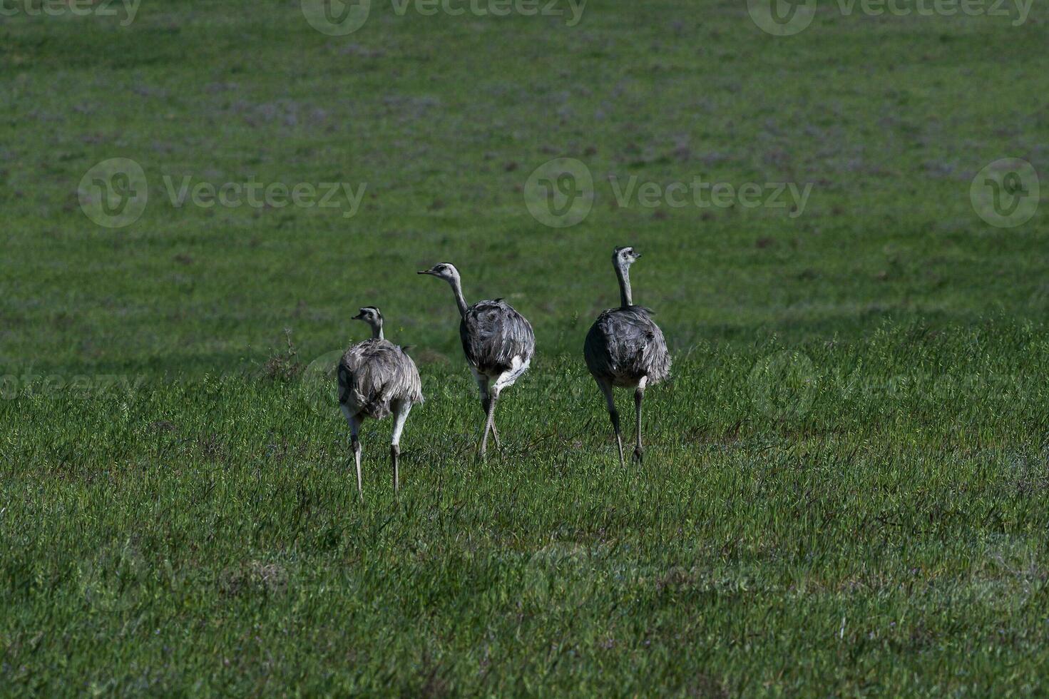 Greater Rhea, Rhea americana, in Pampas coutryside environment, La Pampa province, ,Brazil. photo