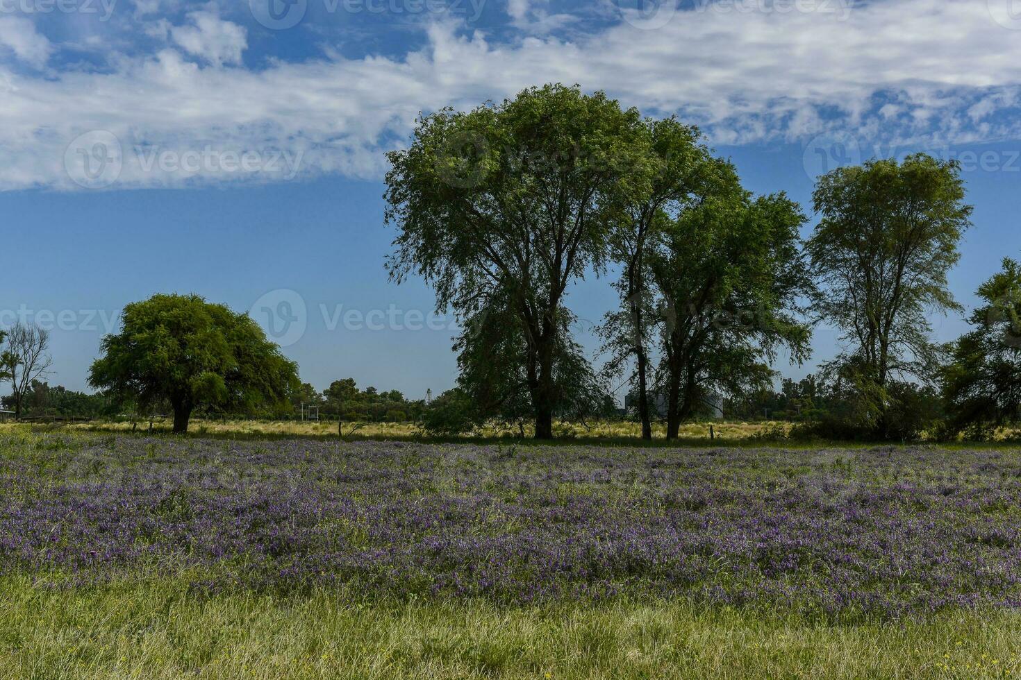 Flowered field in summer time landscape, La Pampa province, Patagonia, , Argentina. photo