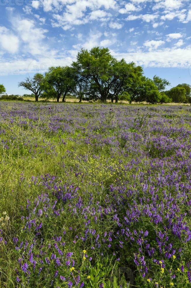 Flowered field in summer time landscape, La Pampa province, Patagonia, , Argentina. photo