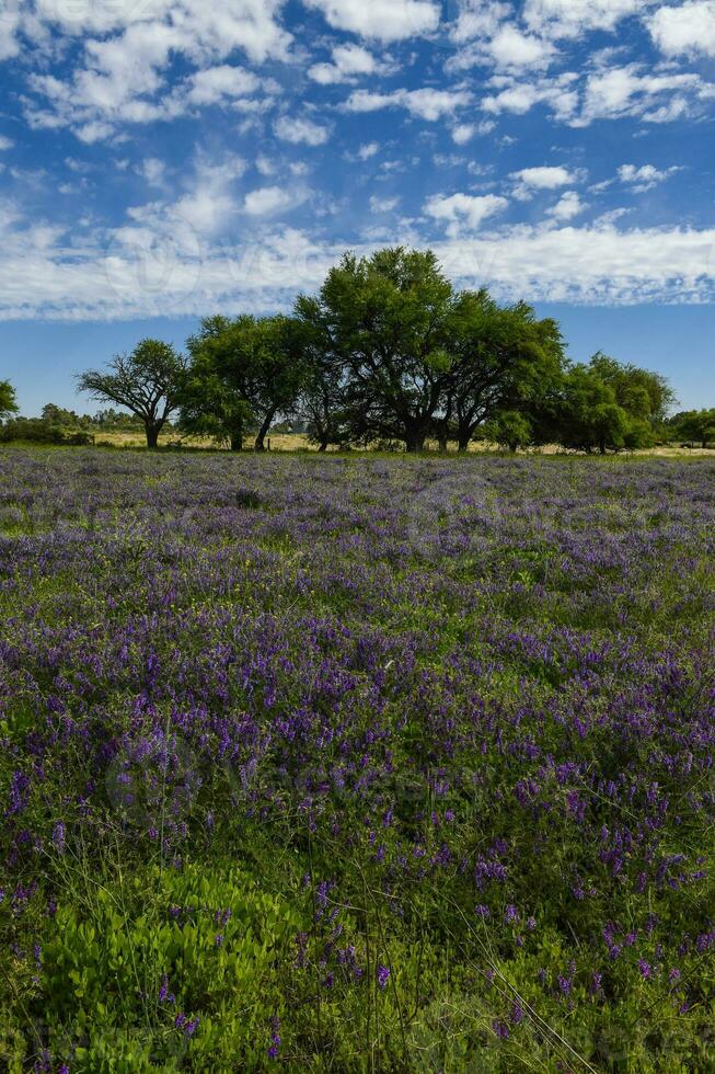 Flowered field in summer time landscape, La Pampa province, Patagonia, , Argentina. photo