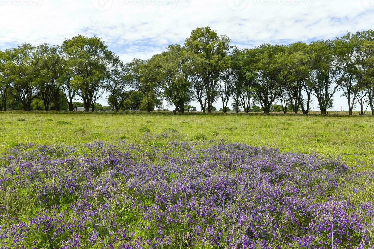 Flowered field in summer time landscape, La Pampa province, Patagonia, , Argentina. photo