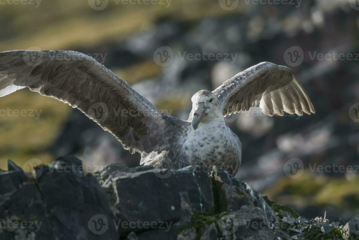 Antartic giant petrel, Hannah Point,Livingston island, South Shetlands , Antrtica photo