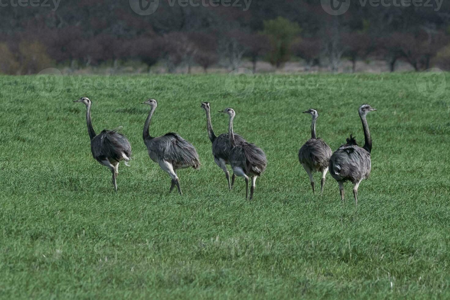 Greater Rhea, Rhea americana, in Pampas coutryside environment, La Pampa province, ,Brazil. photo
