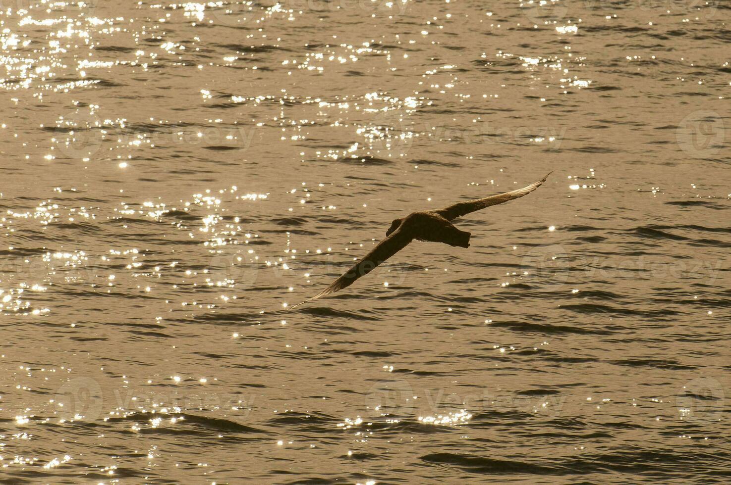 Giant petrel in flight, Peninsula Valdes, Patagonia, Argentina. photo