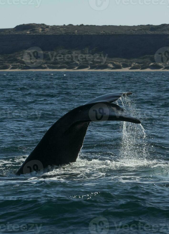 Sohutern Derecha ballena cola, península Valdés, chubut, patagonia,argentina foto