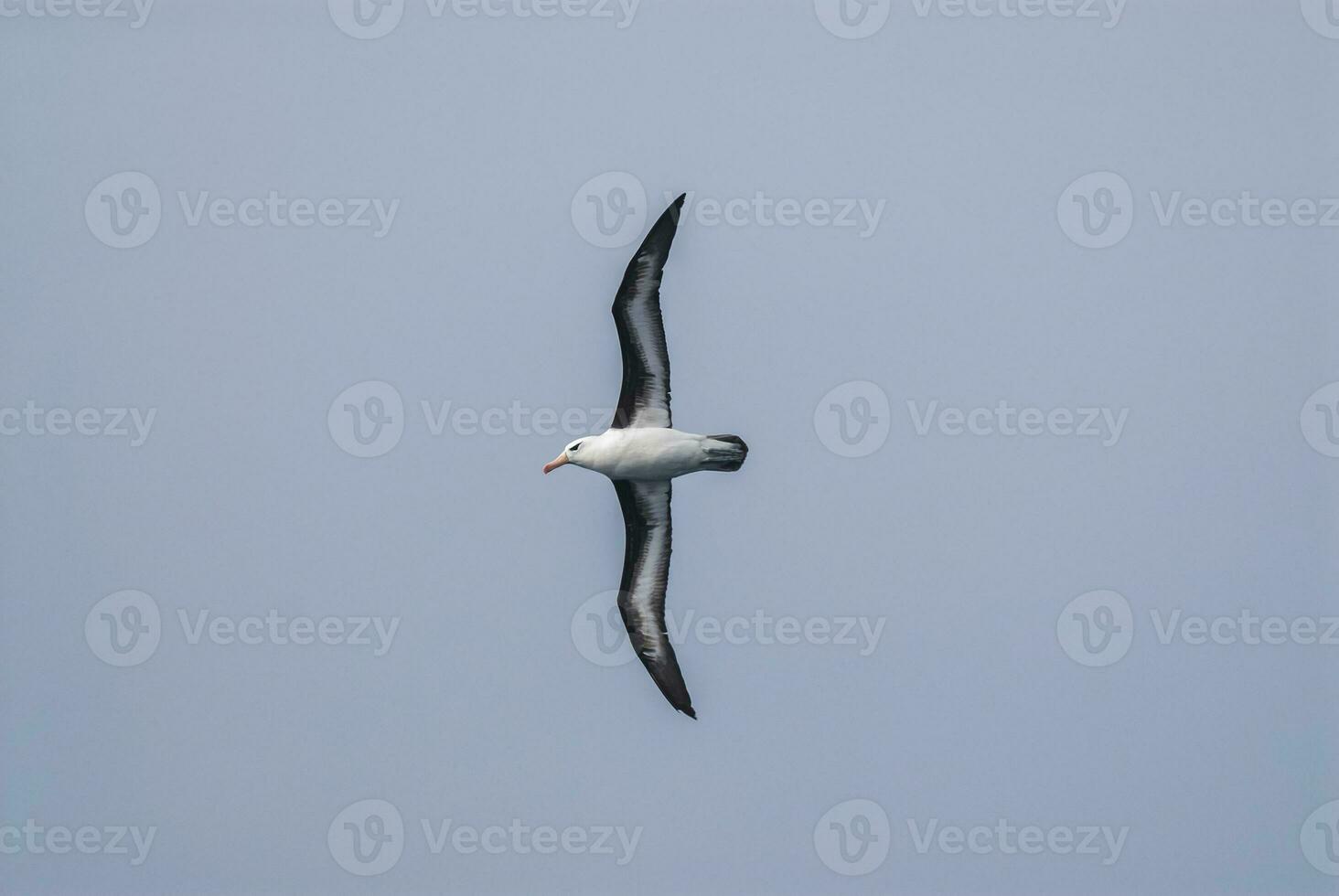 antártico pájaro, albatros, antártica foto