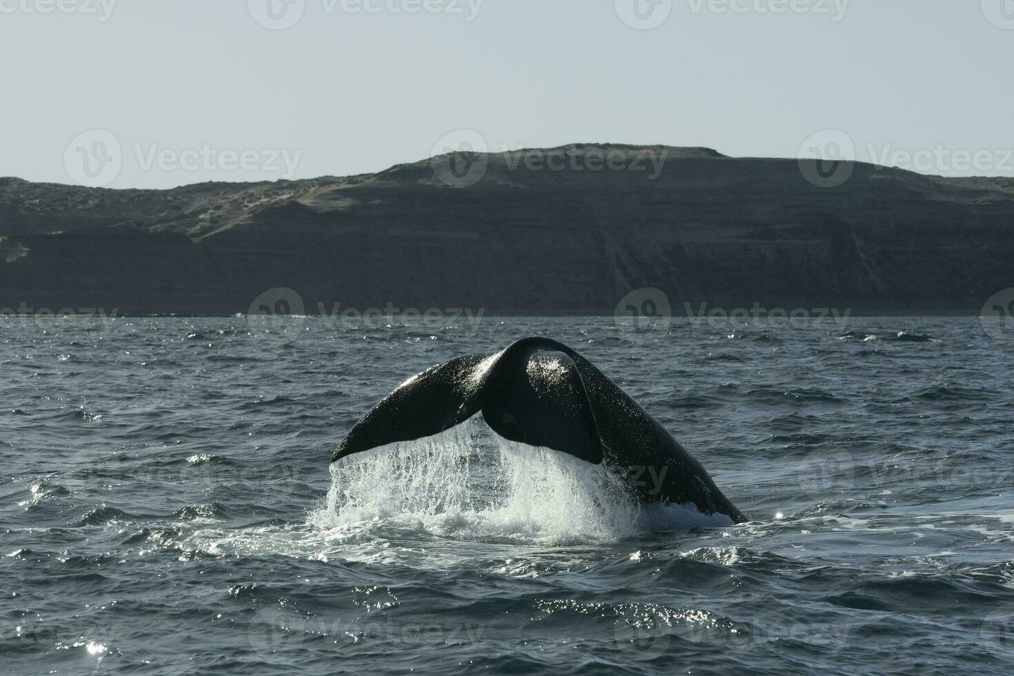 Sohutern right whale tail,Peninsula Valdes, Chubut, Patagonia,Argentina photo