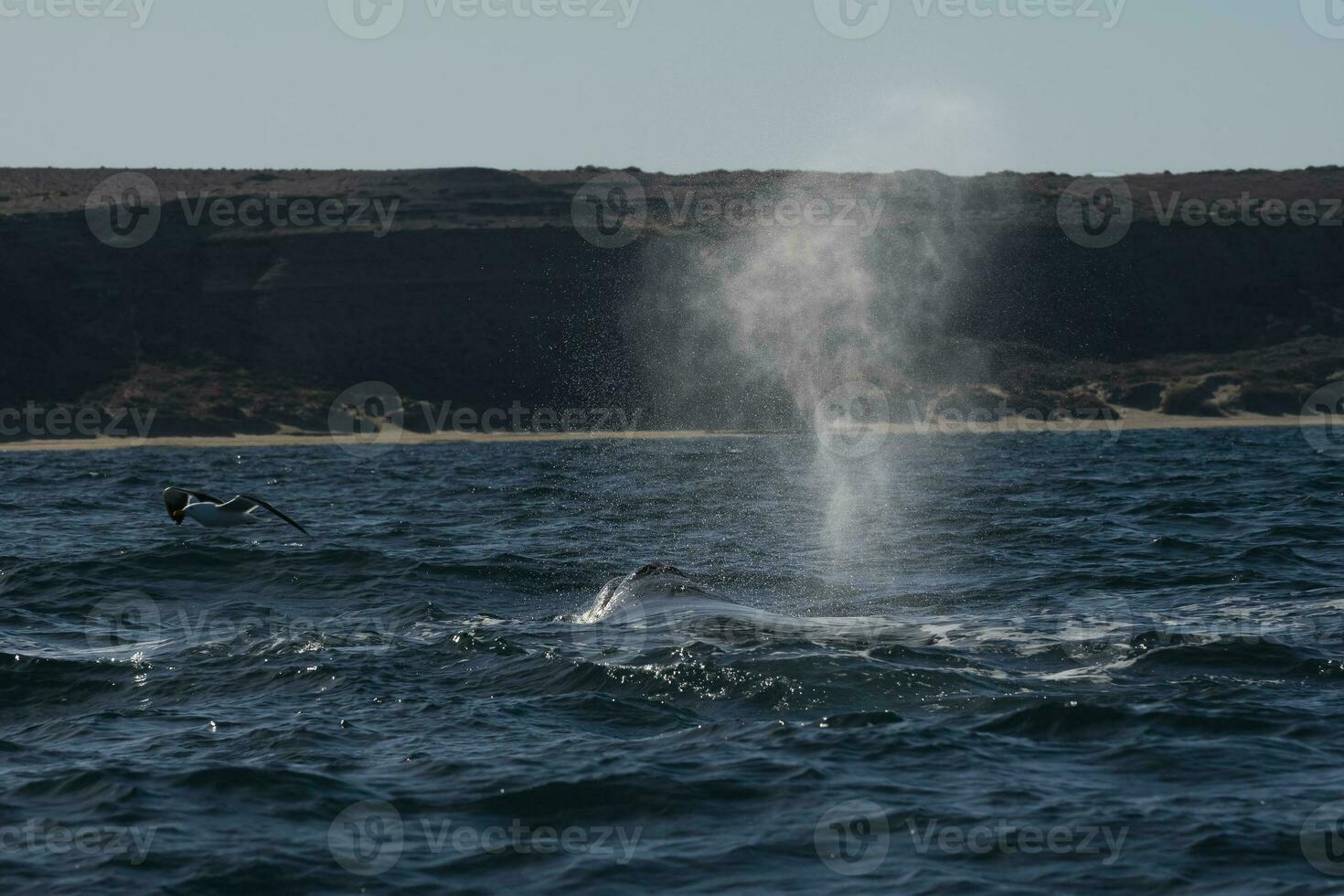 Sohutern right whales in the surface, Peninsula Valdes, Patagonia,Argentina photo