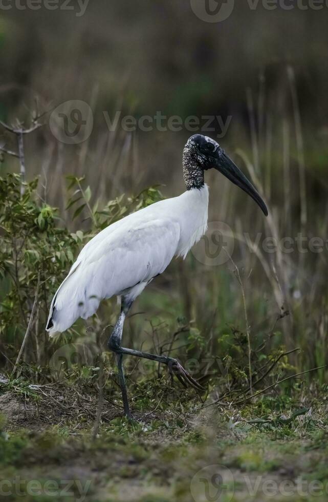 Jabir in wetland environment, Jabiru mycteria ,Pantanal, Mato Grosso Brazil. photo