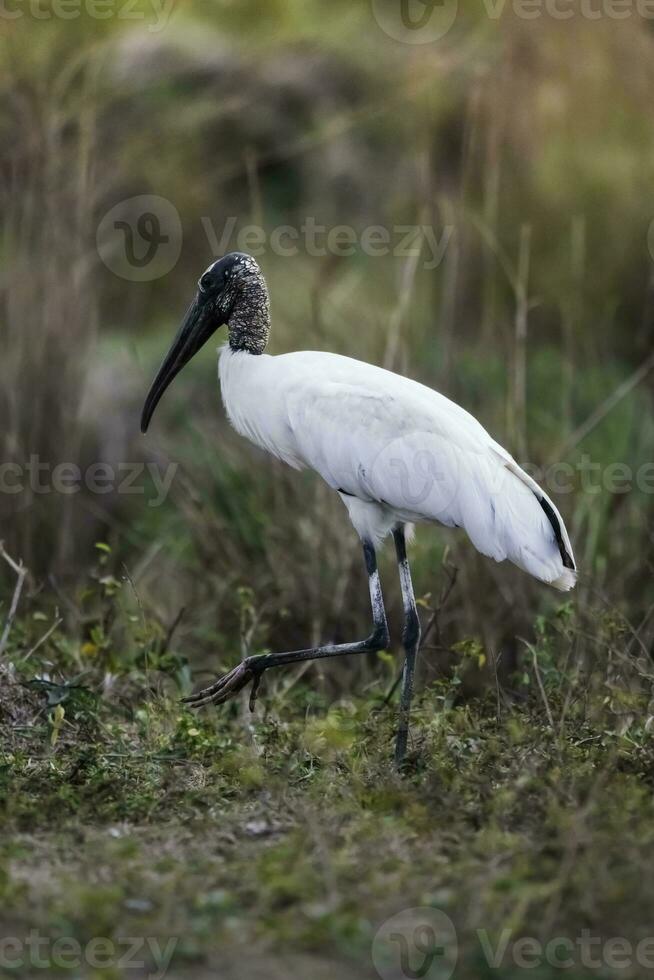 Jabir in wetland environment, Jabiru mycteria ,Pantanal, Mato Grosso Brazil. photo