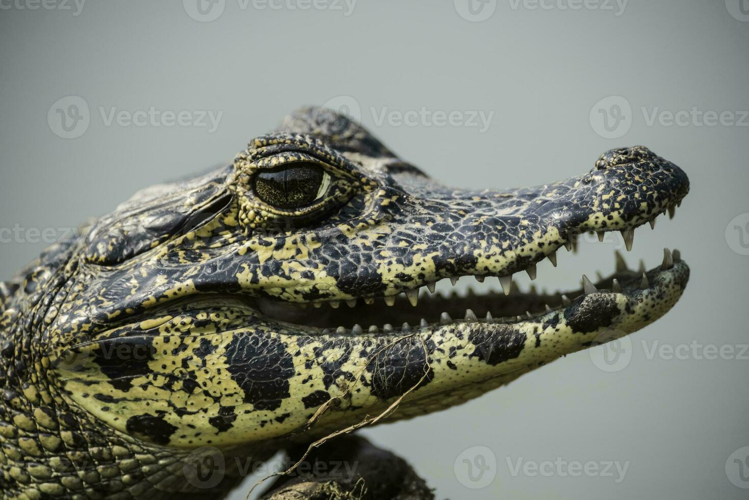 Broad snouted caiman,Caiman latirostris baby, Pantanal, Mato Grosso, Brazil. photo