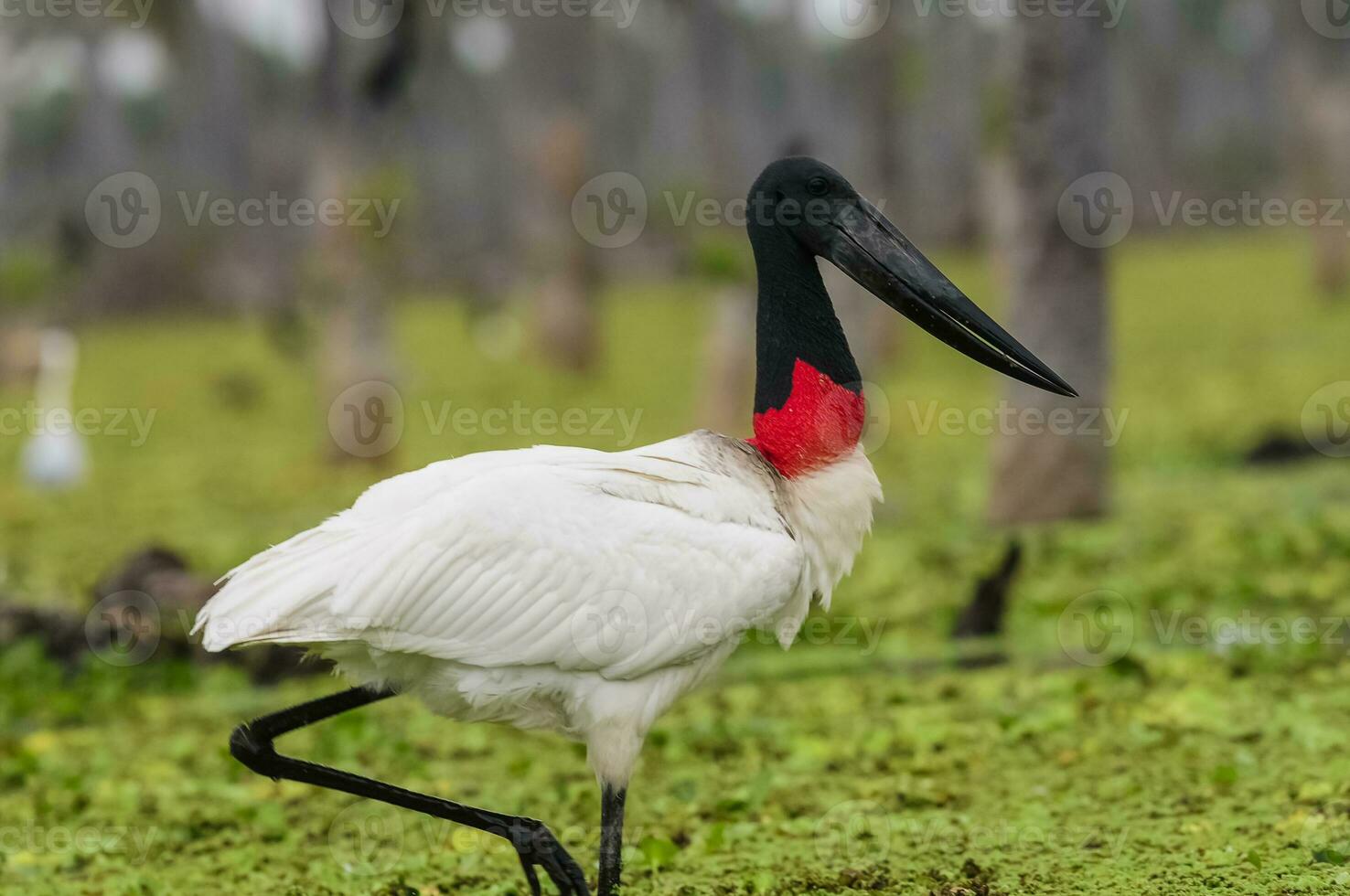 Jabiru Stork, in wetland environment, La Estrella Marsh, Formosa Province, Argentina. photo