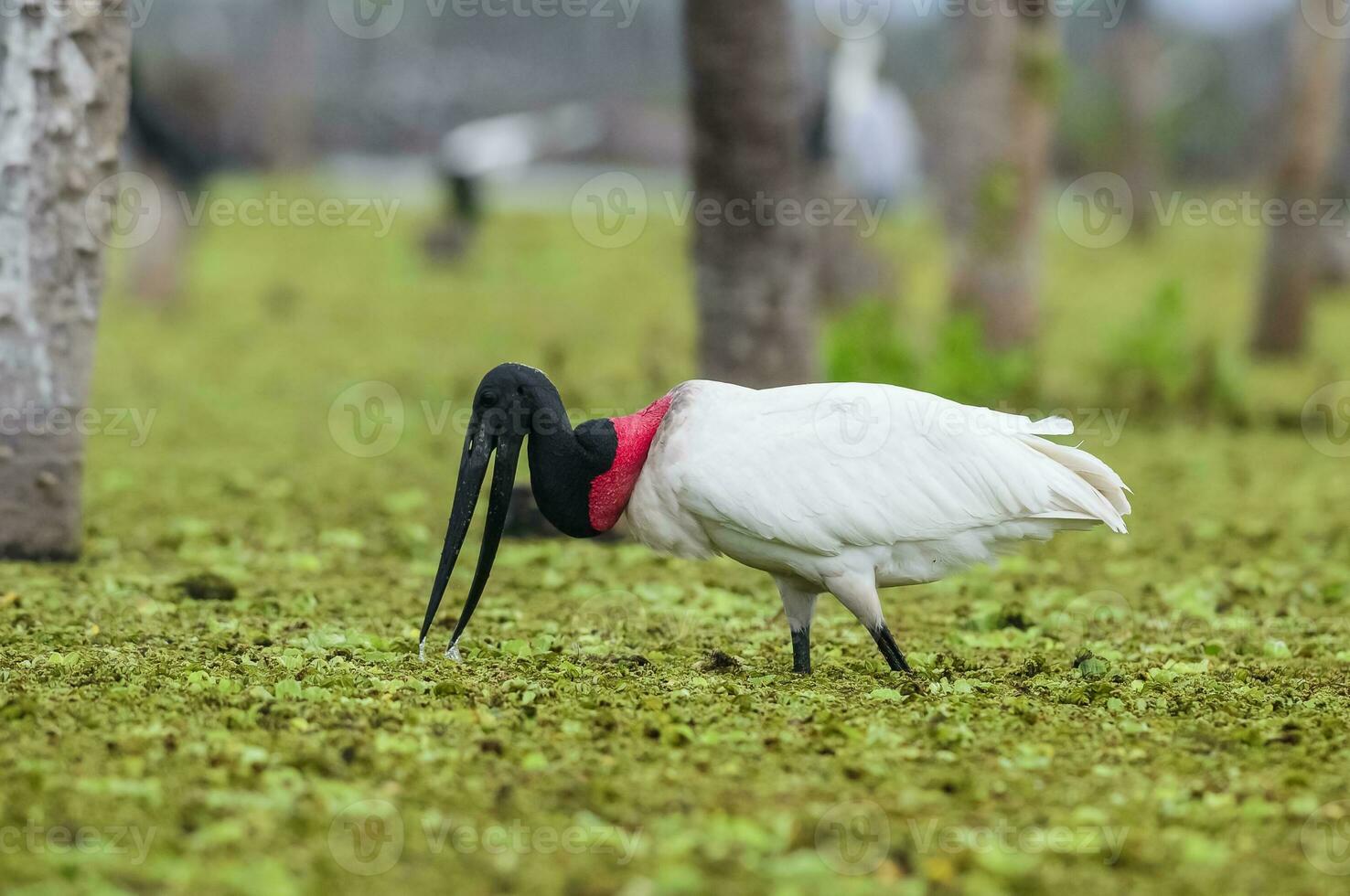 Jabiru Stork, in wetland environment, La Estrella Marsh, Formosa Province, Argentina. photo