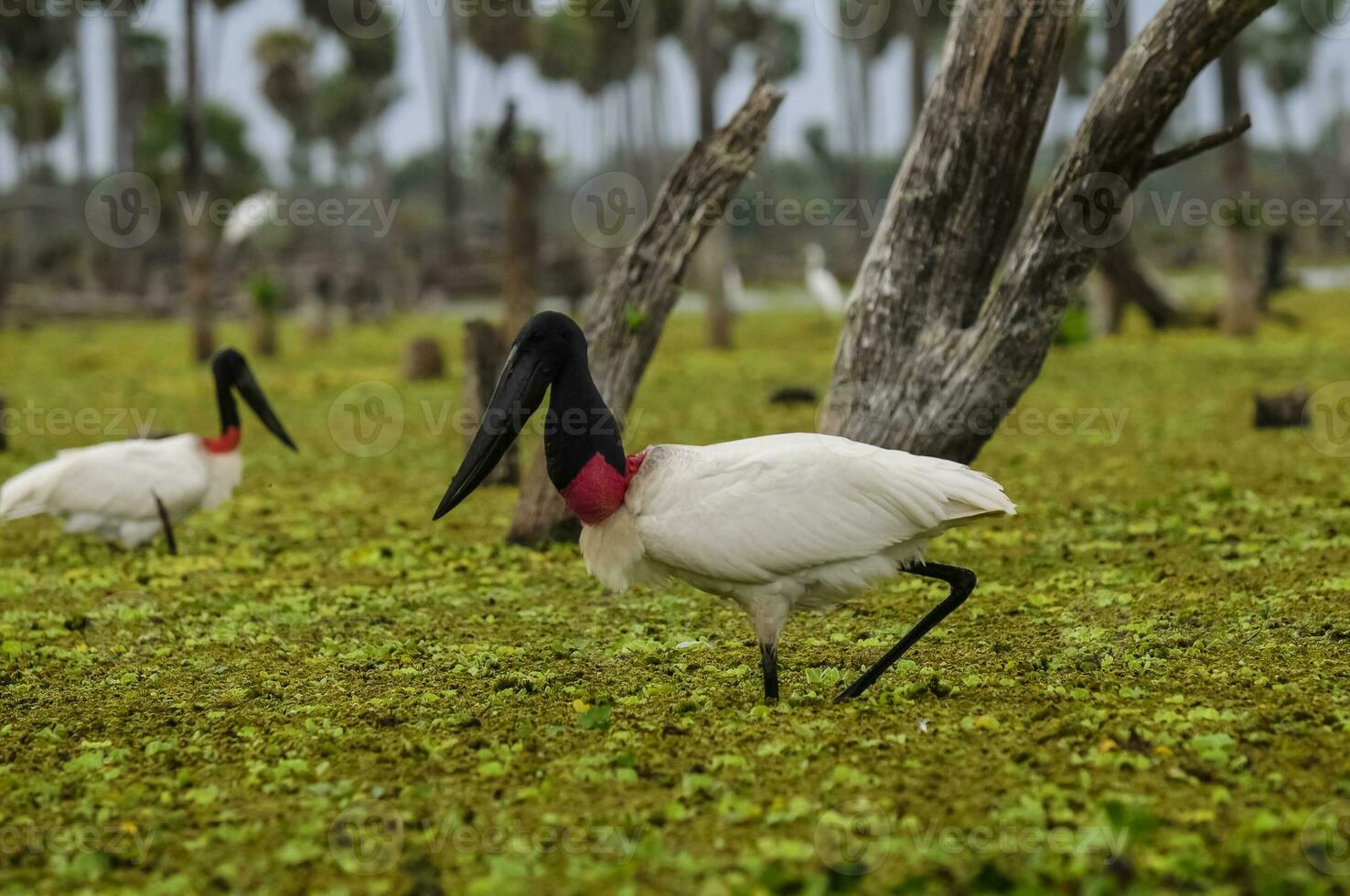 Jabiru Stork, in wetland environment, La Estrella Marsh, Formosa Province, Argentina. photo