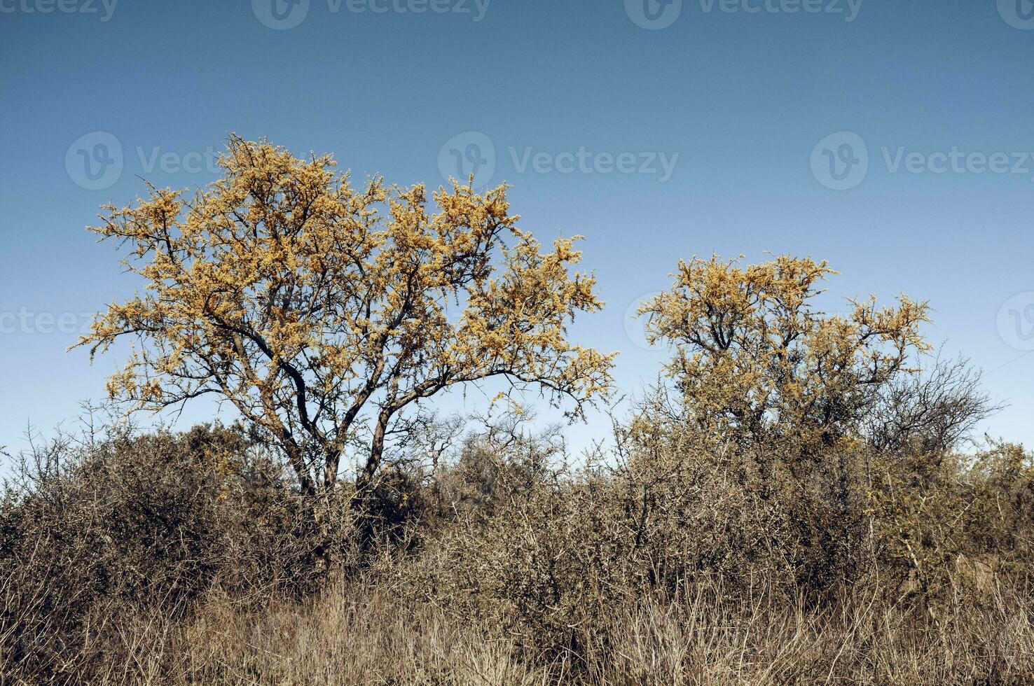 Chaar árbol en caldén bosque, floreció en primavera, la pampa argentina foto