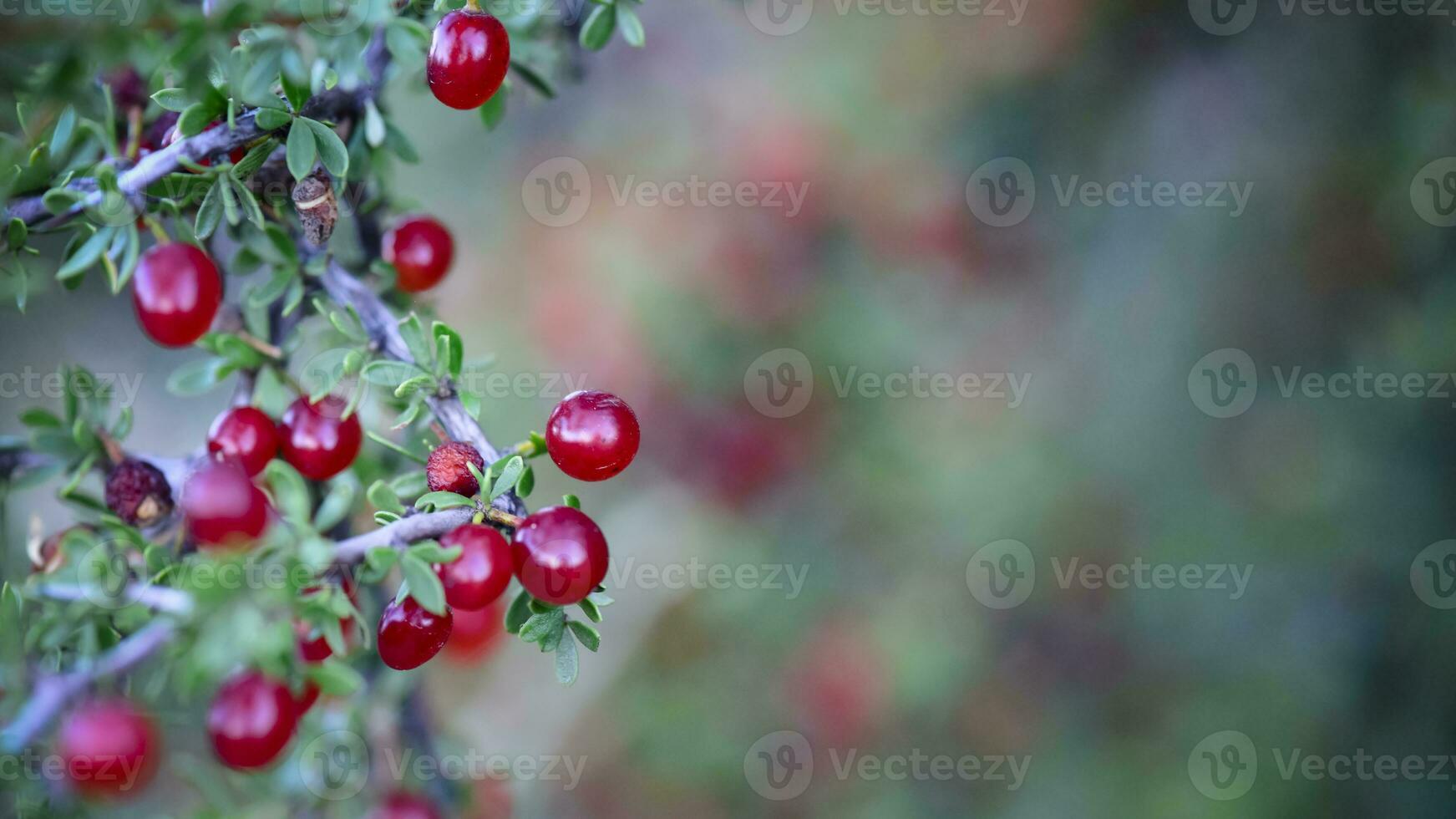 Piquilln,Condalia microphylla, fruits in the Caldn Forest,Pampas, Patagonia,Argentina photo