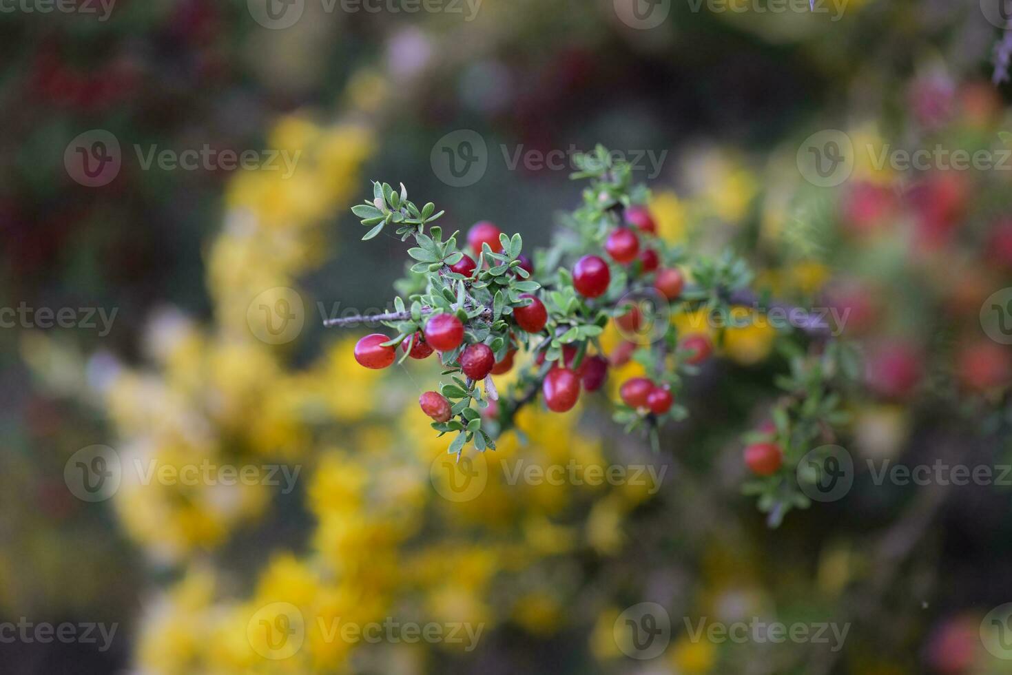 Piquilln,Condalia microphylla, fruits in the Caldn Forest,Pampas, Patagonia,Argentina photo