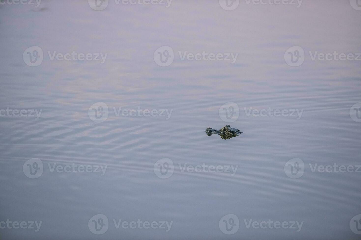 Broad snouted caiman,Caiman latirostris baby, Pantanal, Mato Grosso, Brazil. photo