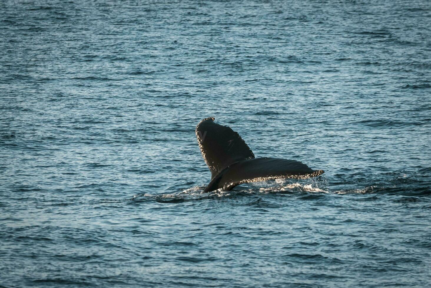 Humpback whale diving,Megaptera novaeangliae,Antrtica. photo