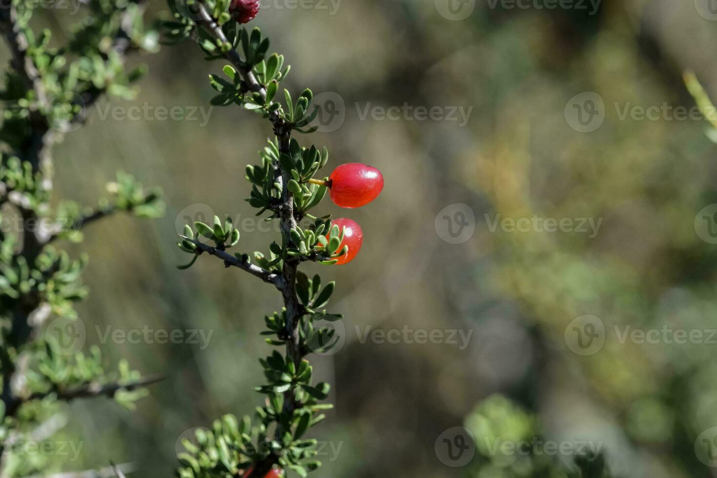 Piquilln, fruits in the Caldn Forest,Pampas, Patagonia,Argentina photo