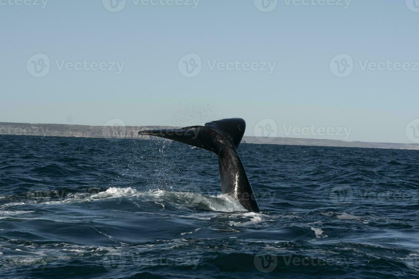 Sohutern right whale tail,Peninsula Valdes, Chubut, Patagonia,Argentina photo