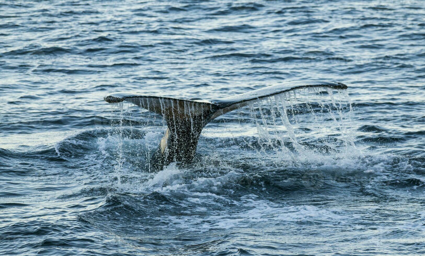 Humpback whale diving,Megaptera novaeangliae,Antrtica. photo