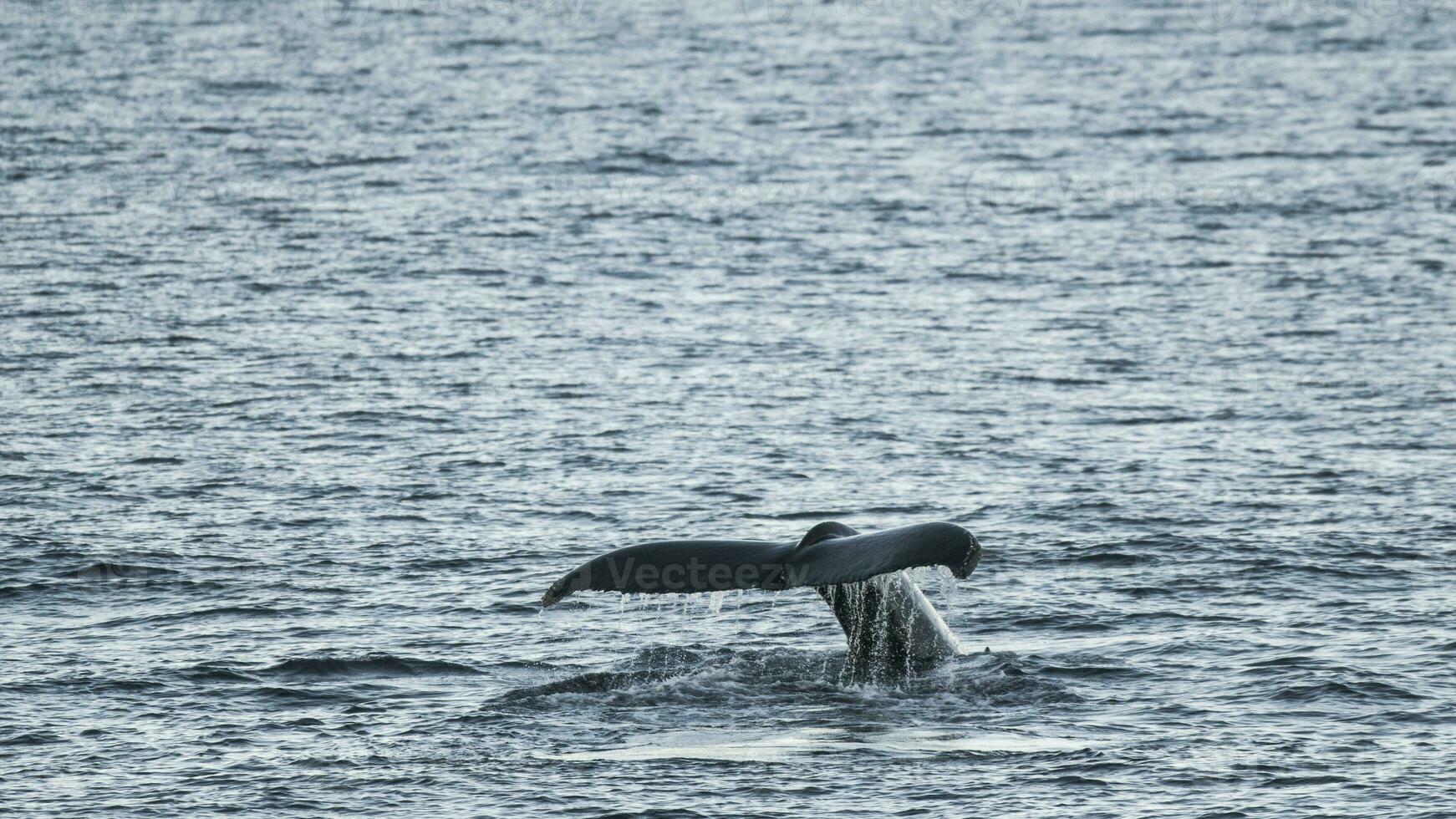 Humpback whale diving,Megaptera novaeangliae,Antrtica. photo