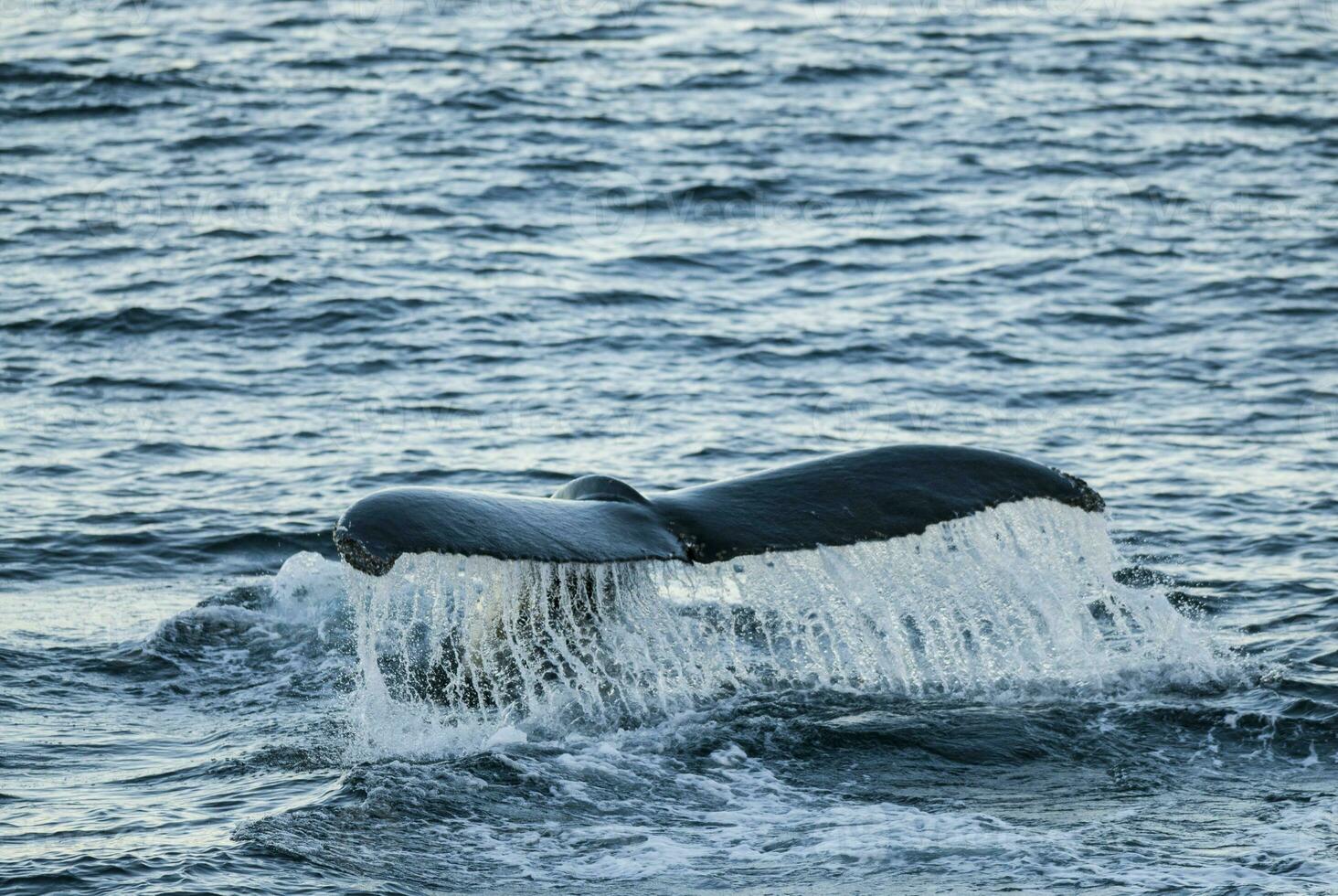 Humpback whale diving,Megaptera novaeangliae,Antrtica. photo