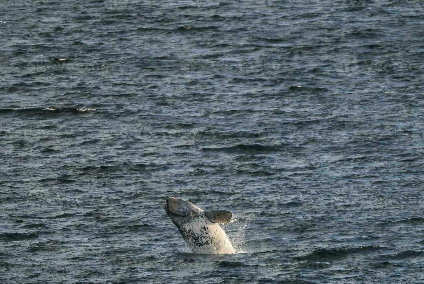 Sohutern right whale jumping, endangered species, Patagonia,Argentina photo