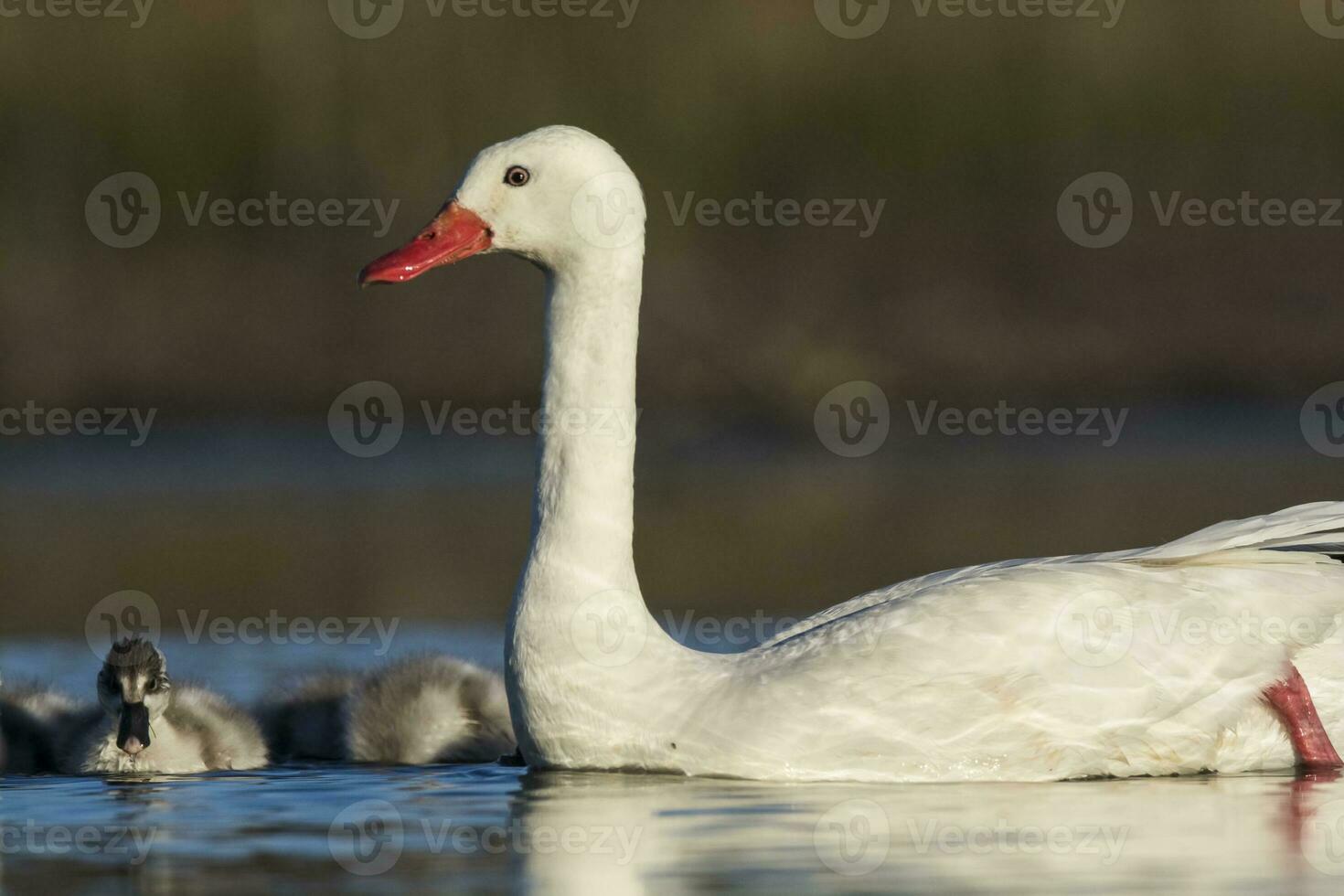 Coscoroba swan with cygnets swimming in a lagoon , La Pampa Province, Patagonia, Argentina. photo