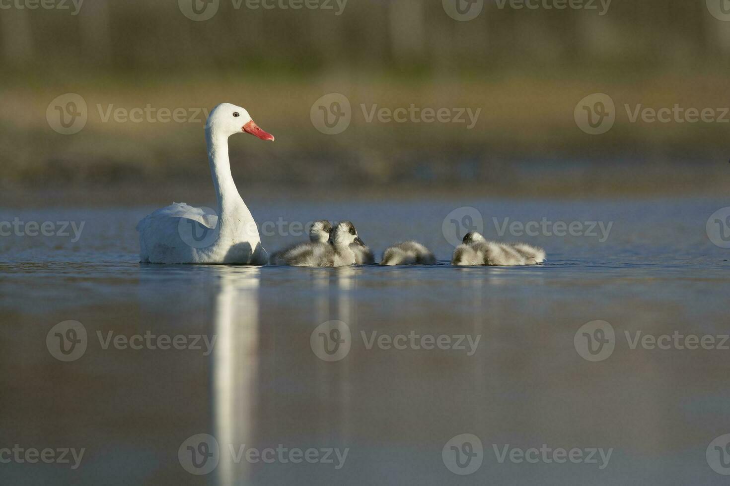 Coscoroba swan with cygnets swimming in a lagoon , La Pampa Province, Patagonia, Argentina. photo